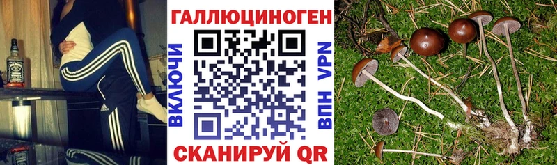 Псилоцибиновые грибы Psilocybine cubensis  blacksprut   Хабаровск 